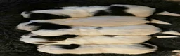 Shih Tzu dogs for sale: Shih Tzu Puppy 2 - Ad 2