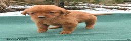 Golden Retriever dogs for sale: Queenie - Ad 2