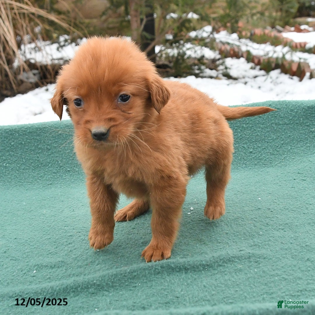 Golden Retriever dogs for sale: Queenie - Ad 2