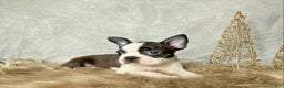 Boston Terrier dogs for sale: Frost  - Ad 7