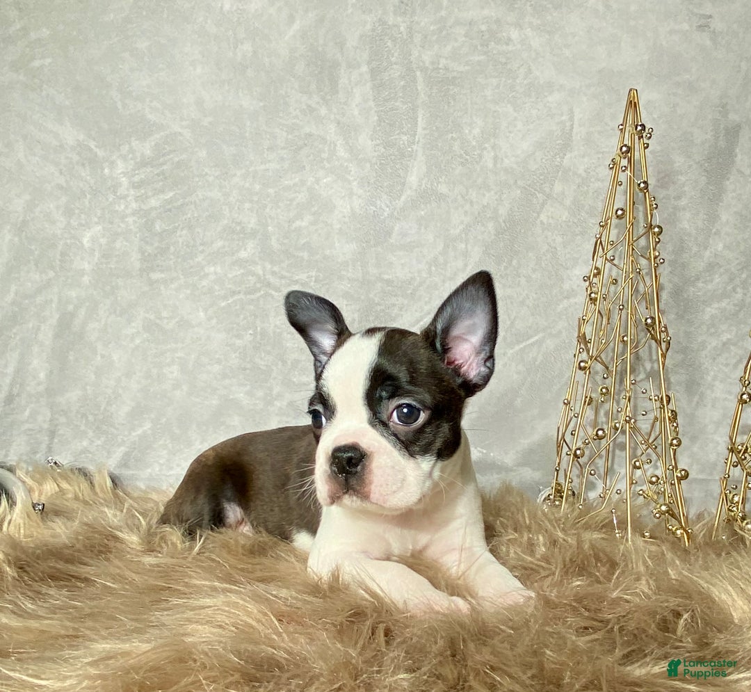 Boston Terrier dogs for sale: Frost  - Ad 7