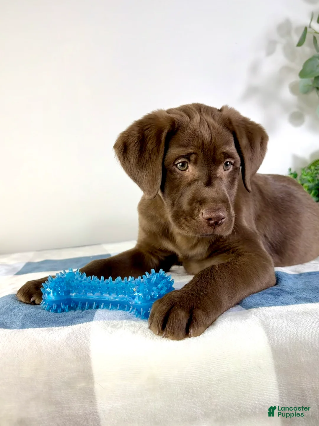 Labrador Retriever dogs for sale: AKC Lenny - Ad 2