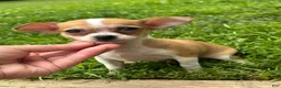 Chihuahua dogs for sale: Cookie - Ad 10