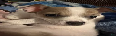 Spots