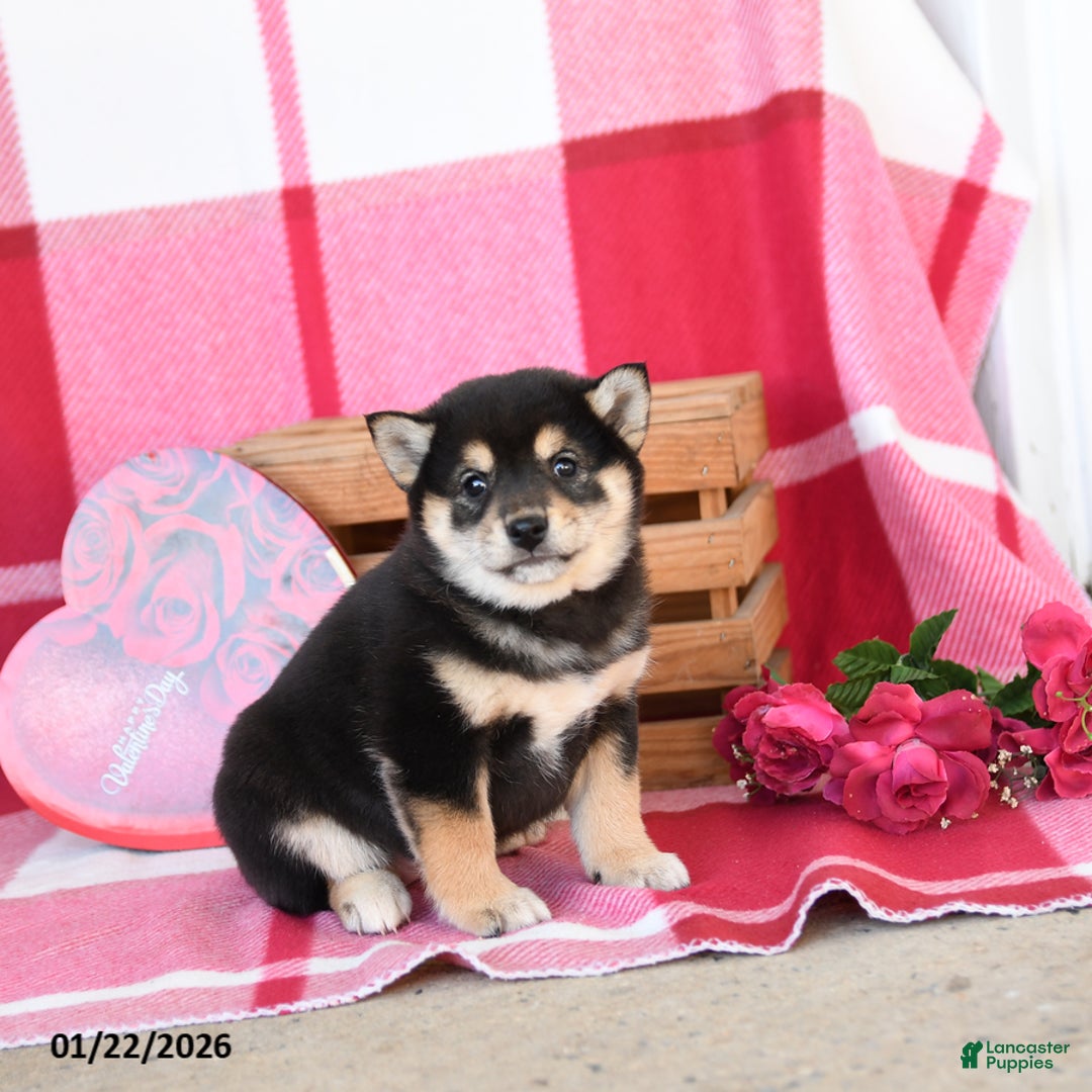 Shiba Inu dogs for sale: Britta  - Ad 2