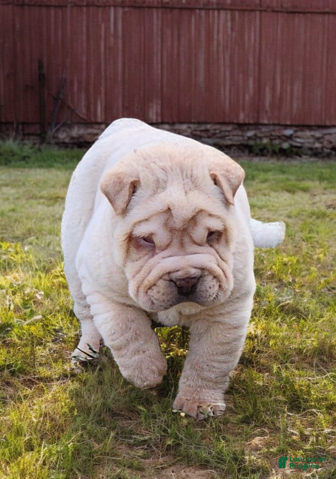 Shar Pei dogs for sale: Flurries mini  - Ad 4