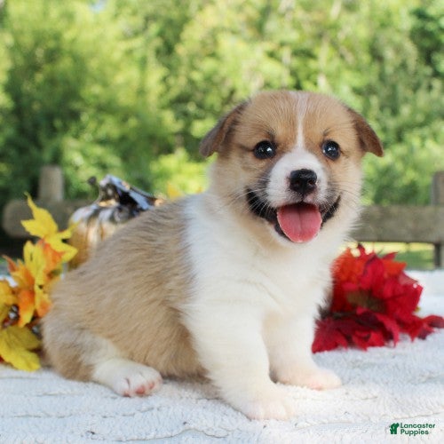Welsh Corgi Pembroke dogs Sasha - Ad 1