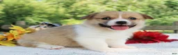 Welsh Corgi Pembroke dogs for sale: Sasha - Ad 1