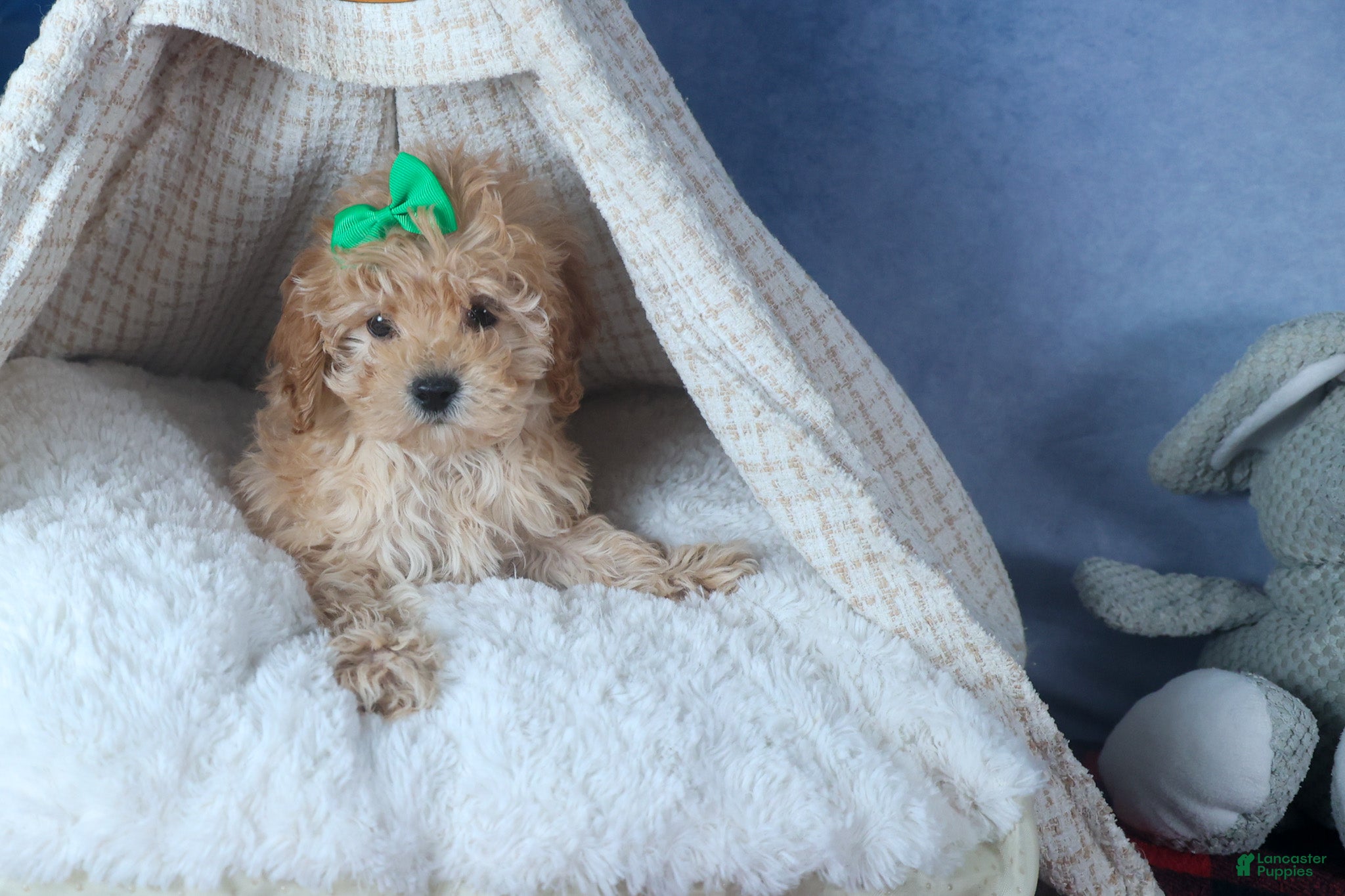 Cavapoo dogs FRANKIE - Ad 2