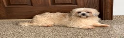 Lhasa Apso dogs for sale: Heather - Ad 7