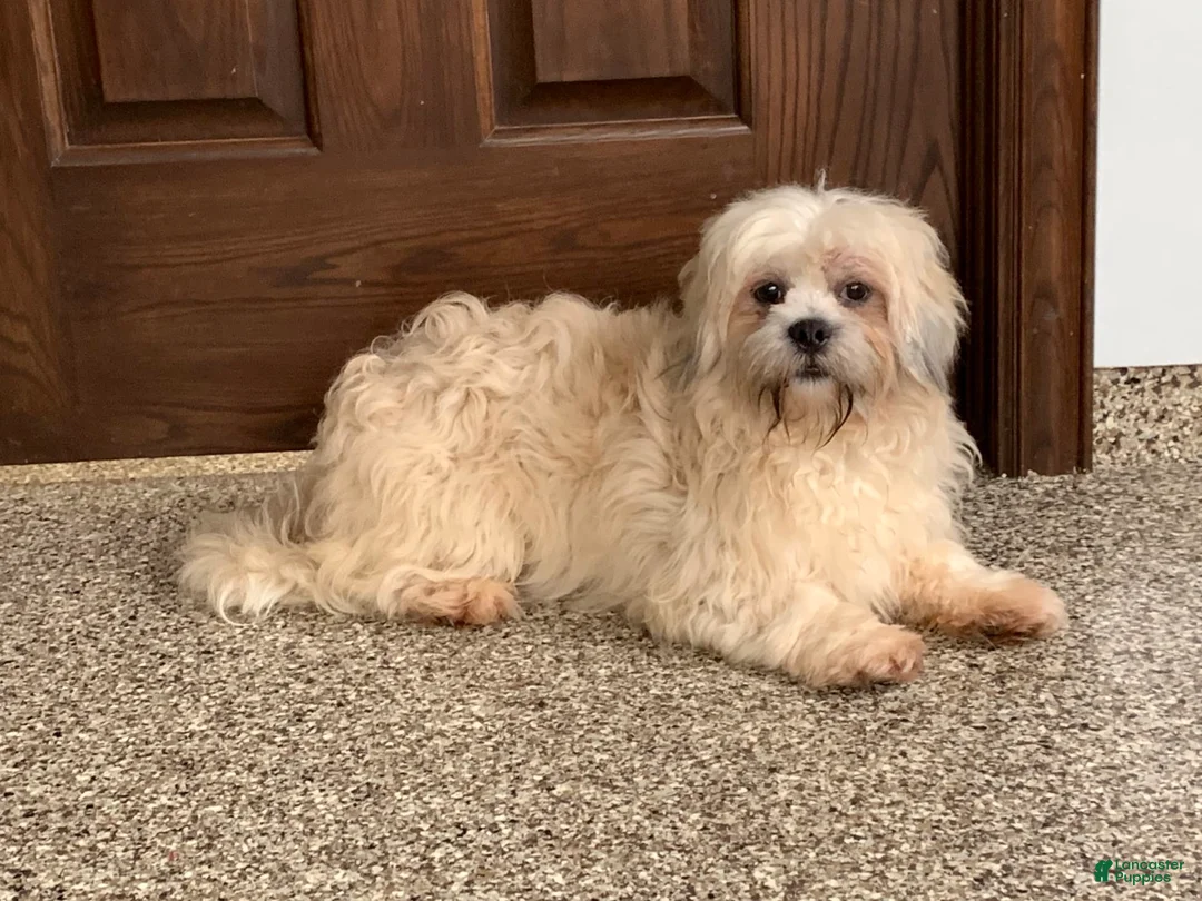 Lhasa Apso dogs for sale: Heather - Ad 8