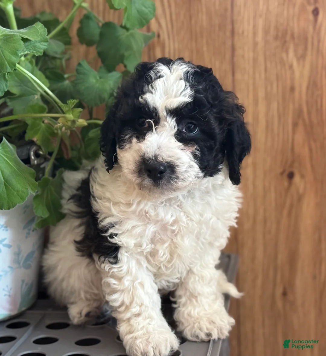 Bichpoo dogs for sale: Rascal  - Ad 8
