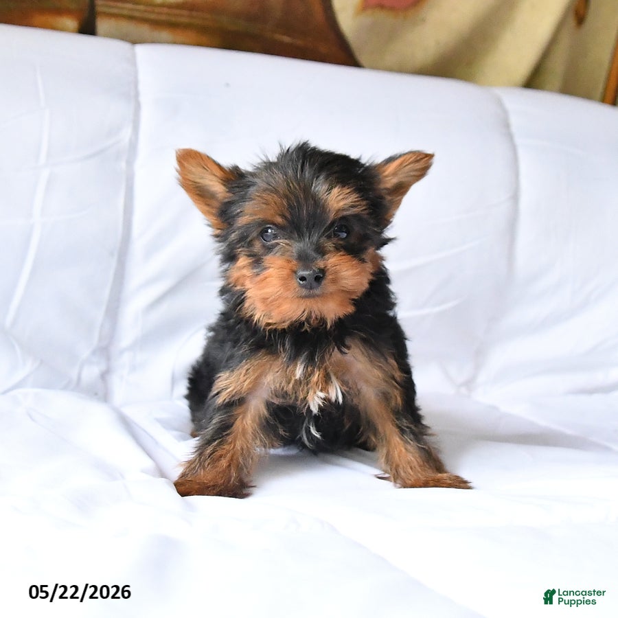 Yorkshire Terrier dogs Murphy - Ad 1