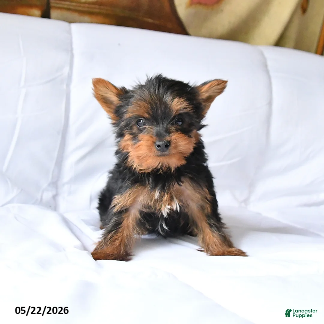 Yorkshire Terrier dogs for sale: Murphy - Ad 1