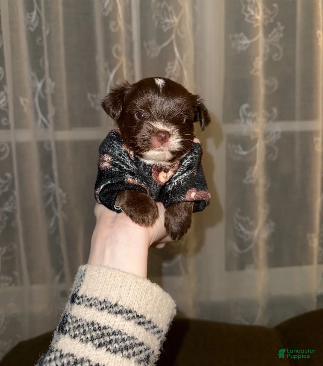 Yorkshire Terrier dogs for sale: Absol - Ad 2