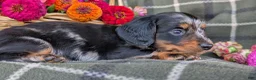 Dachshund dogs for sale: Tessa  - Ad 8