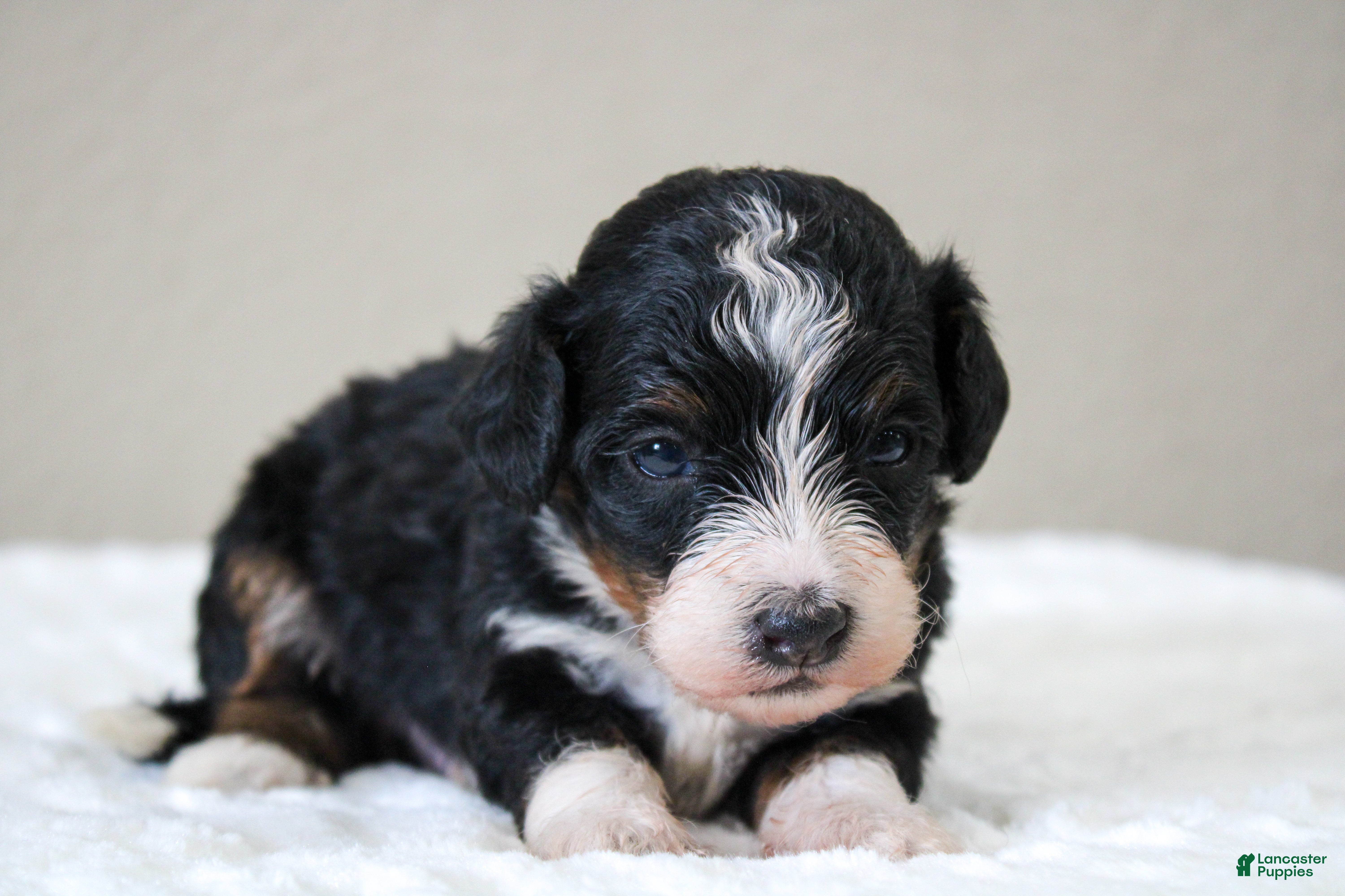 Mini Bernedoodle dogs Sawyer  - Ad 1