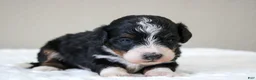 Mini Bernedoodle dogs for sale: Sawyer  - Ad 54