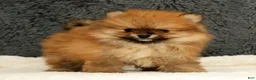 Pomeranian dogs for sale: Cinnamon - Ad 3
