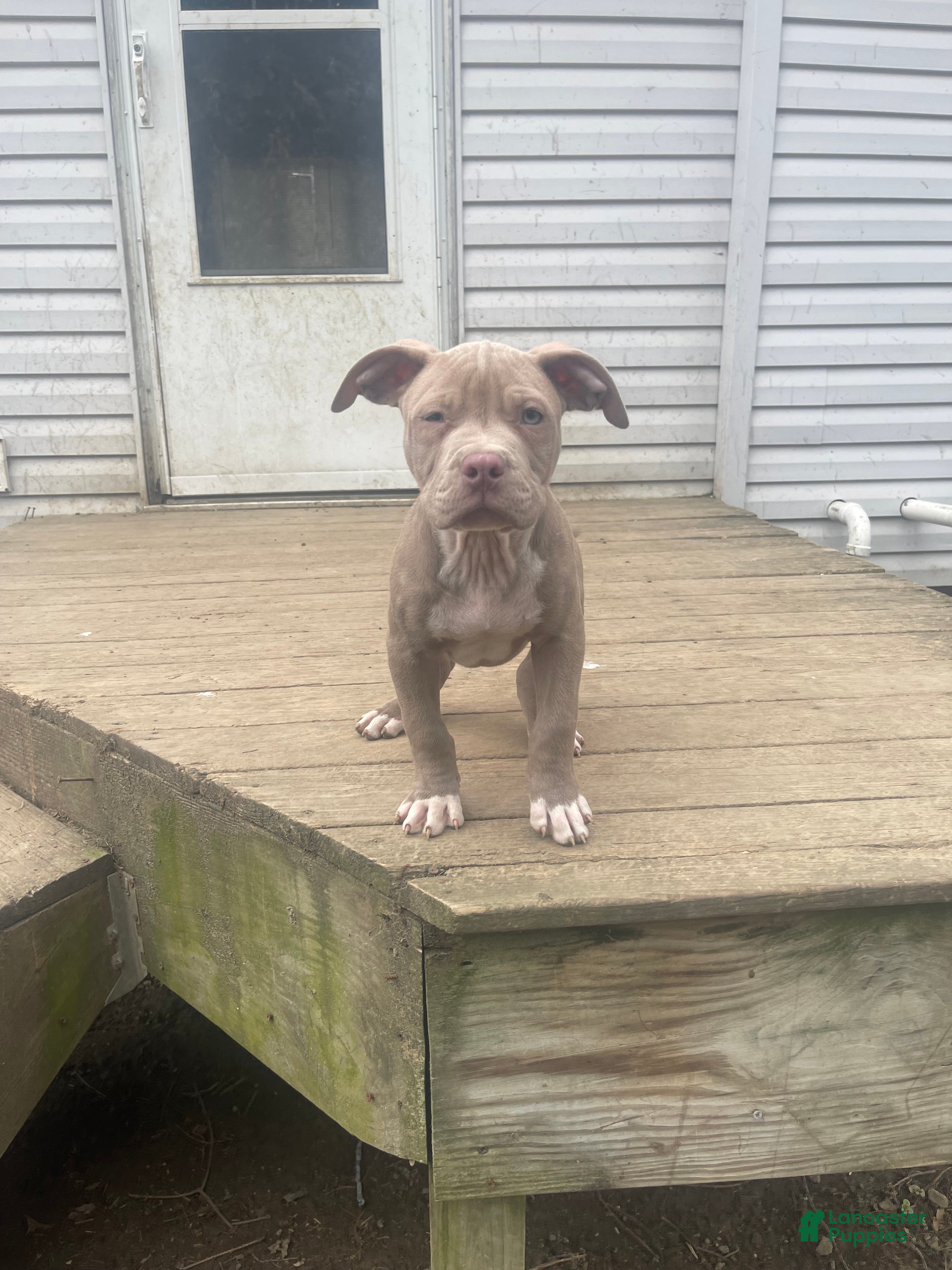 American Bully dogs American Bully Male 2 - Ad 2