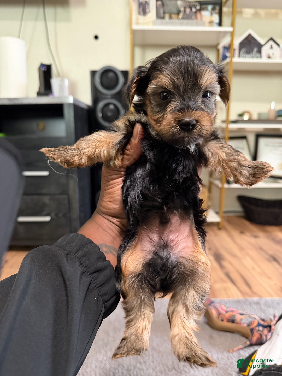 Yorkshire Terrier dogs for sale: Yorkshire Terrier Puppy 1 - Ad 1