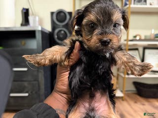 Yorkshire Terrier dogs Yorkshire Terrier Puppy 1 - Ad 2