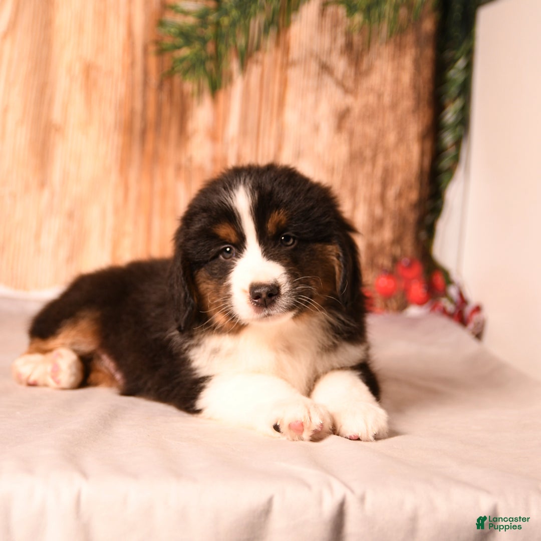 Miniature Australian Shepherd dogs for sale: Blizzard - Ad 4