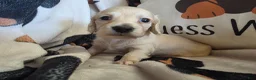 Miniature Dachshund dogs for sale: Sarah - Ad 9