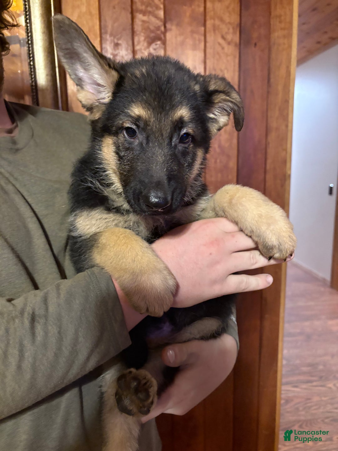 German Shepherd dogs for sale: Buddy - Ad 2