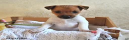 Jack Russell Terrier dogs for sale: Cuddles  - Ad 2