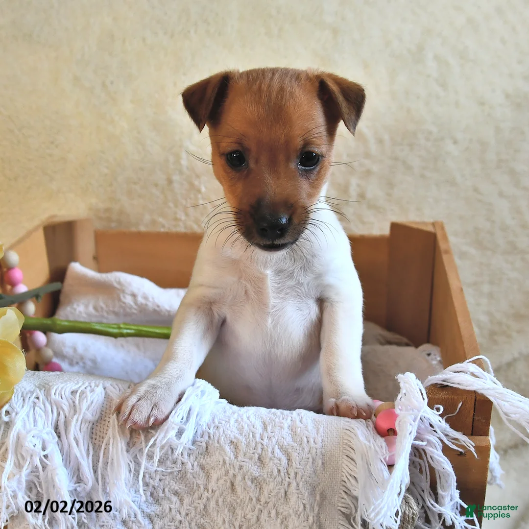 Jack Russell Terrier dogs for sale: Cuddles  - Ad 2