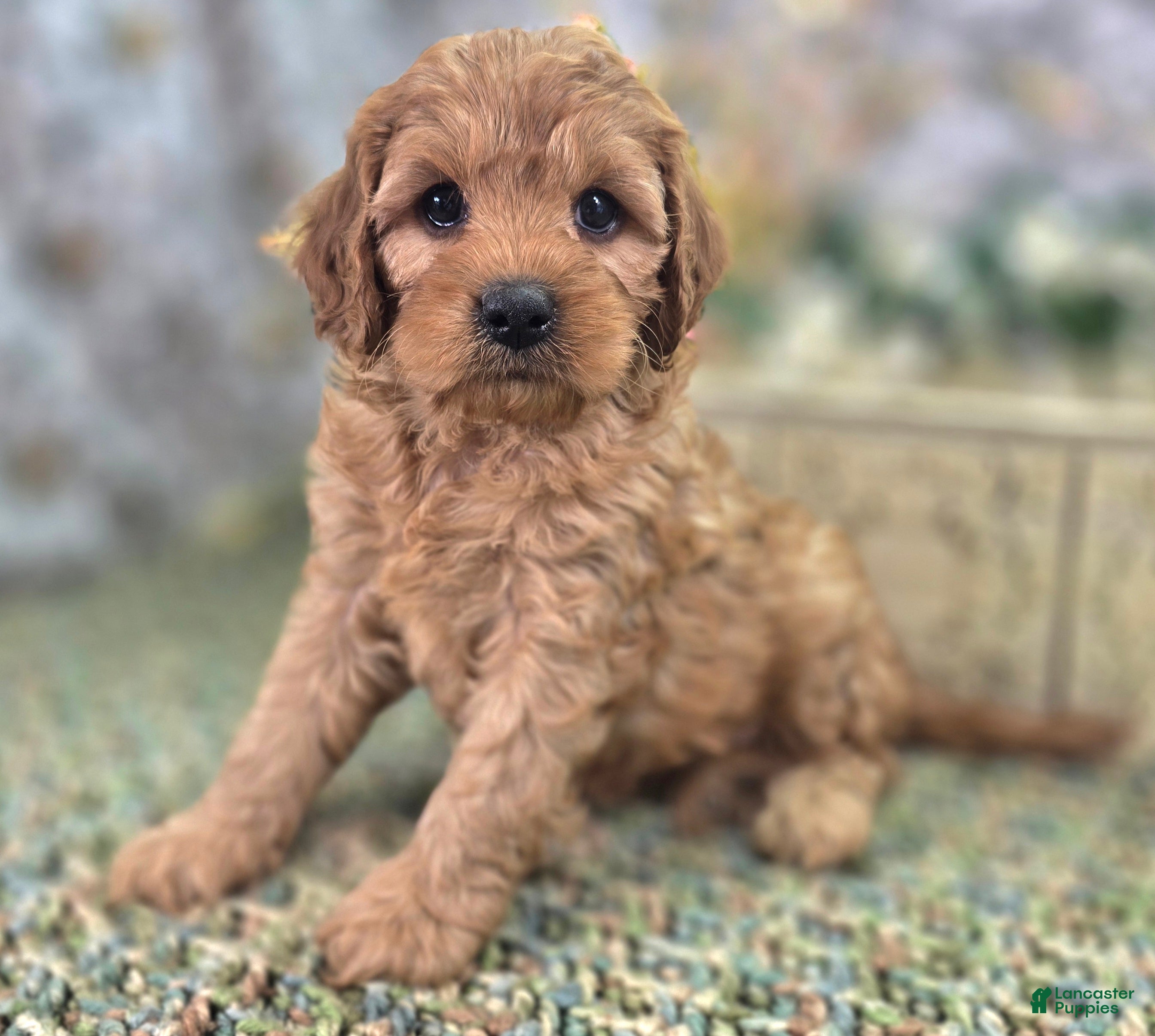 Cavapoo dogs Obsidian - Ad 11