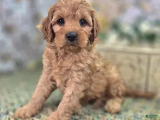 Cavapoo dogs Obsidian - Ad 21