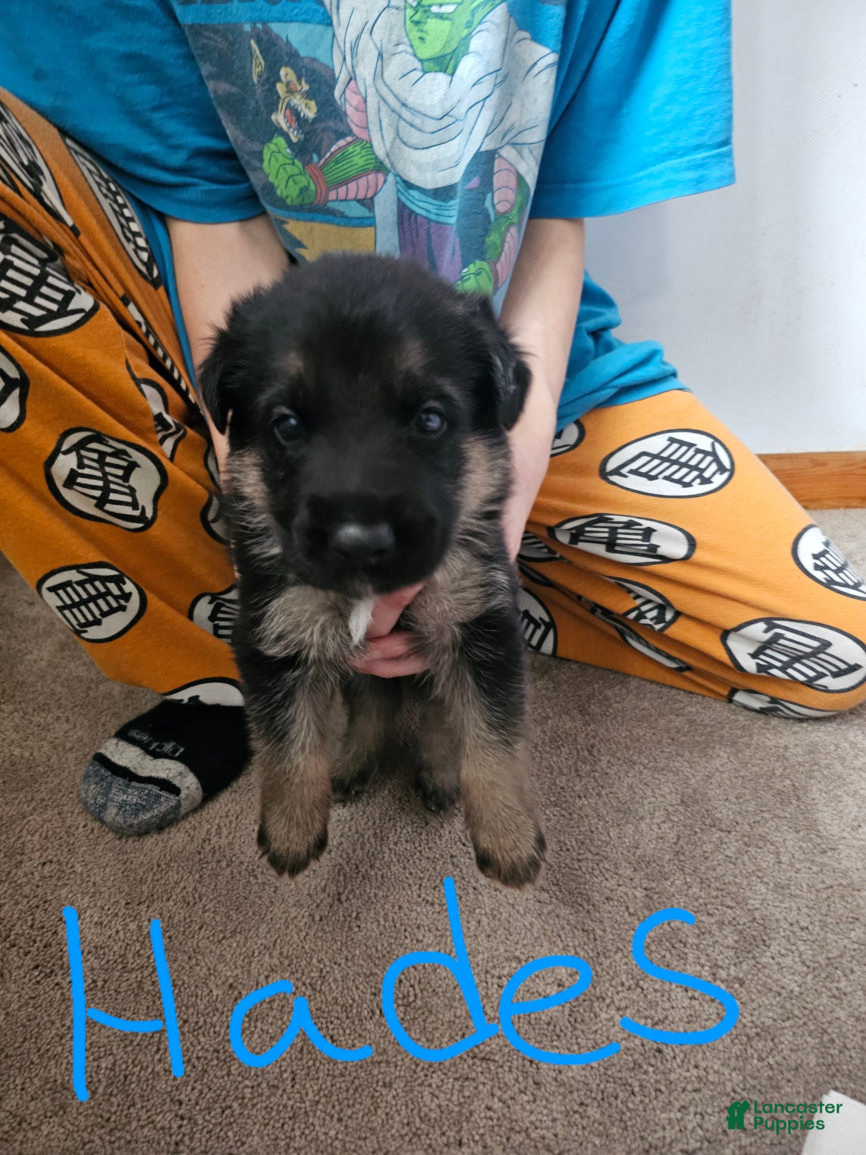 German Shepherd dogs German Shepherd Puppy 1 - Ad 25