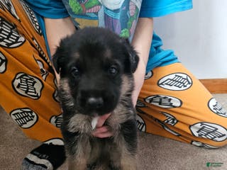 German Shepherd dogs German Shepherd Puppy 1 - Ad 25