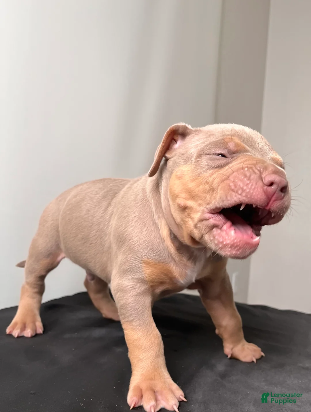 American Bully dogs for sale: American Bully Puppy 2 - Ad 2
