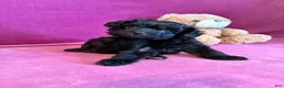 Yorkiepoo dogs for sale: Cyprus Caesar  - Ad 1