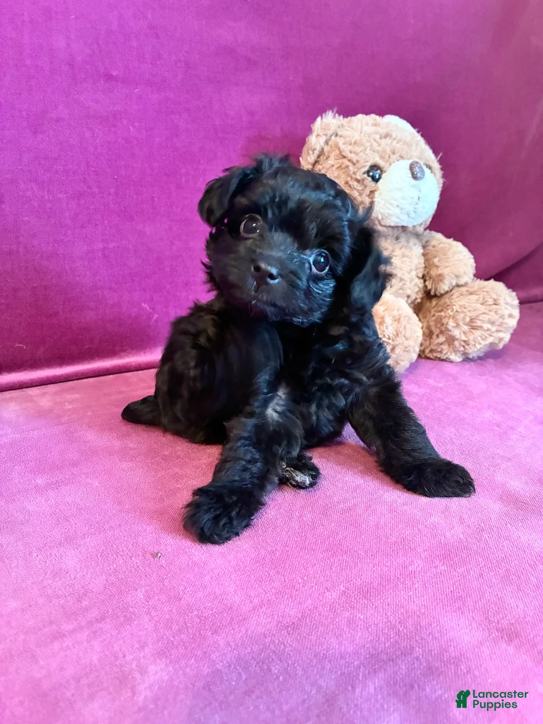 Yorkiepoo dogs for sale: Cyprus Caesar  - Ad 1