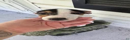 Jack Russell Terrier dogs for sale: Pipsqueak - Ad 3
