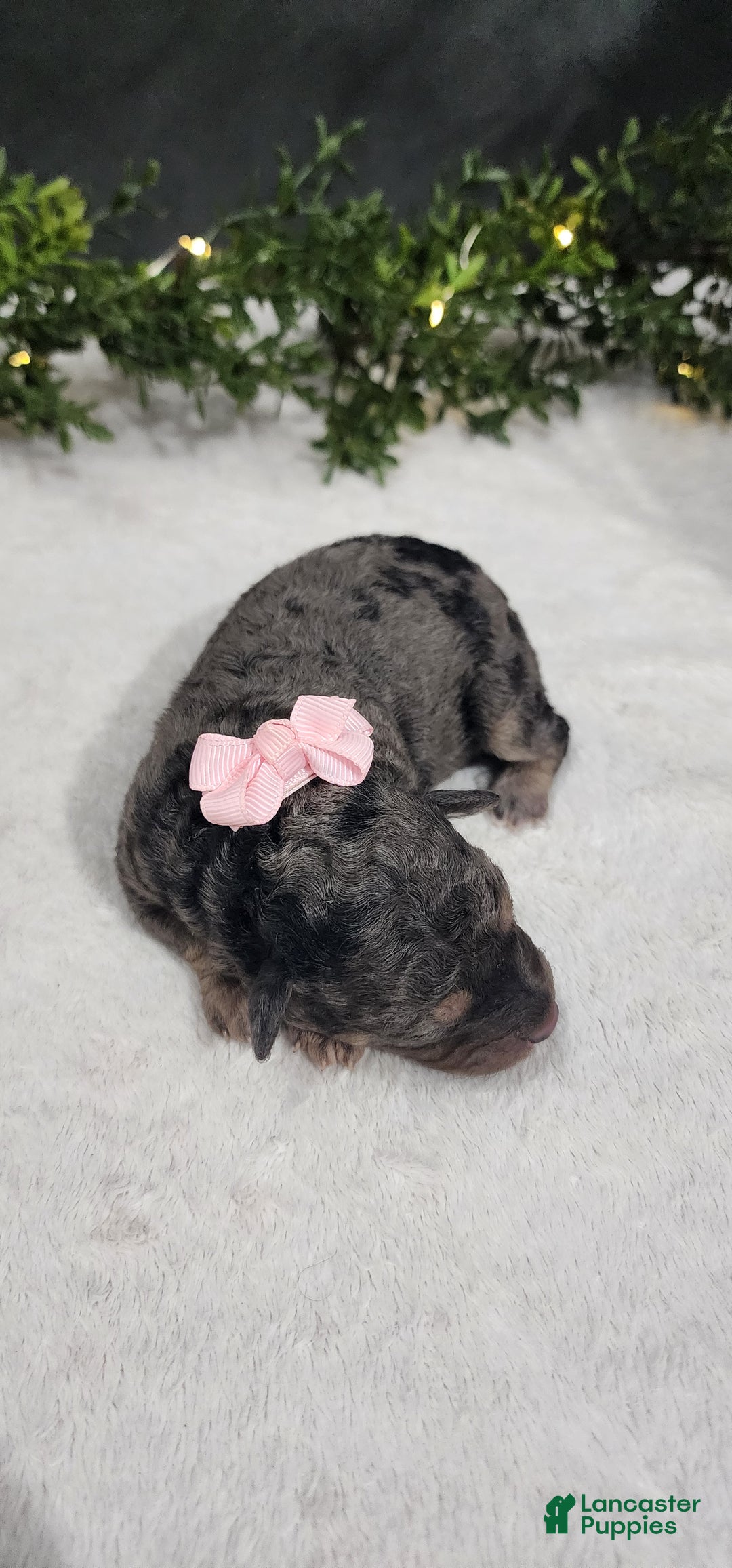 Miniature Poodle dogs for sale: Grace - Ad 2