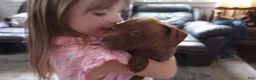 American Bully dogs for sale: Emma Bruntil - Ad 6