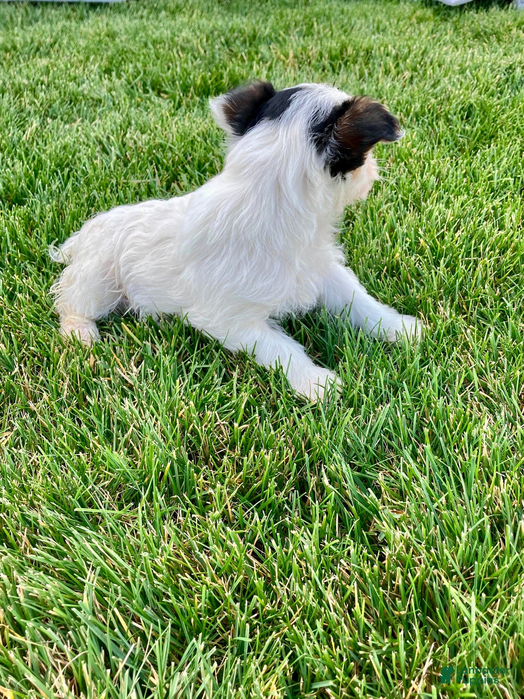 Yorkshire Terrier dogs for sale: Ava - Ad 6