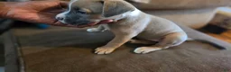 Mixed Breed dogs for sale: Poppy aka sugar foot  - Ad 3