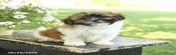 Shih Tzu dogs for sale: Sunshine - Ad 5