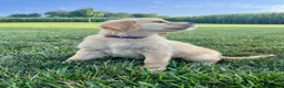 Golden Retriever dogs for sale: Gemma - Ad 2