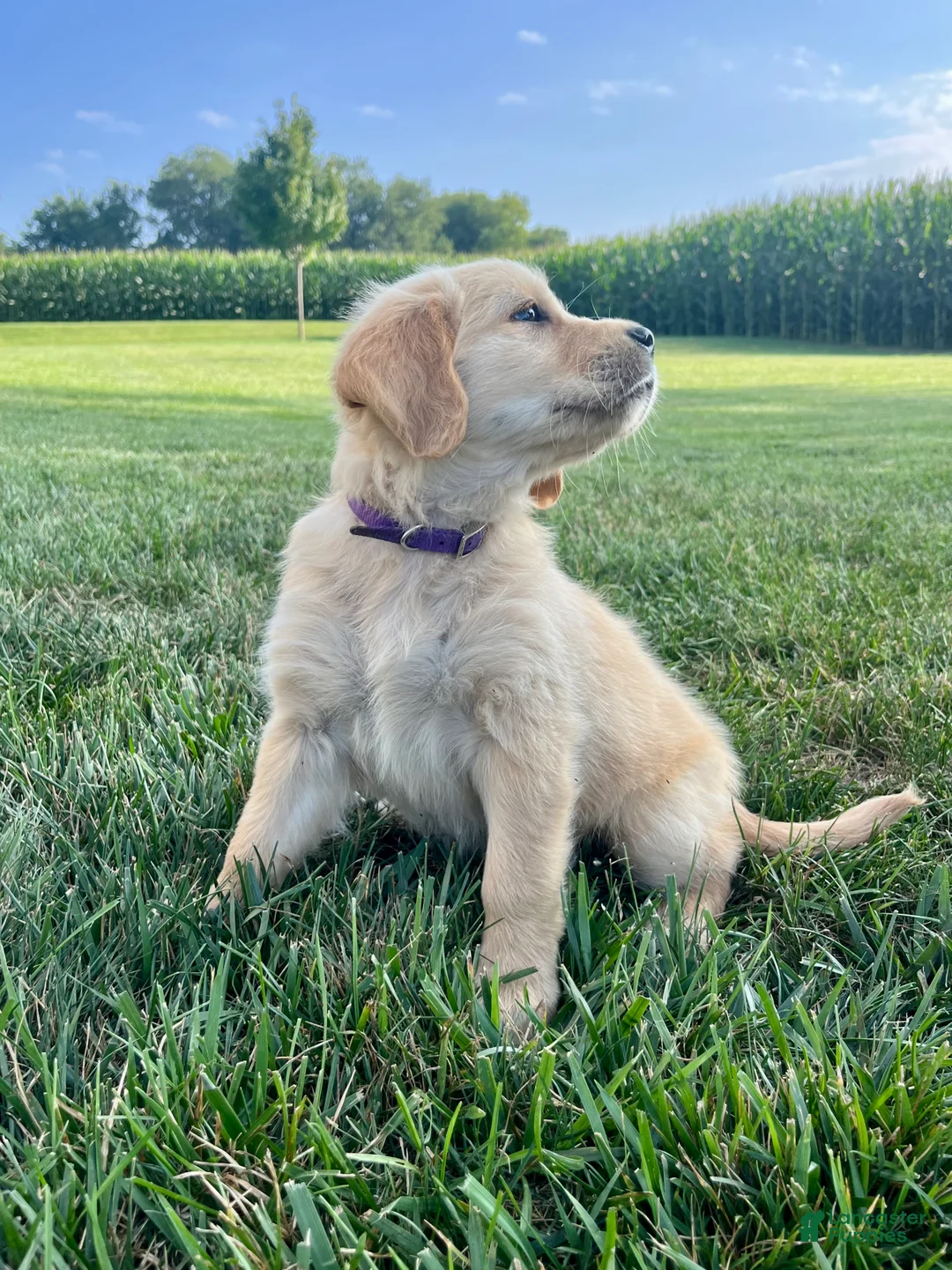 Golden Retriever dogs for sale: Gemma - Ad 2