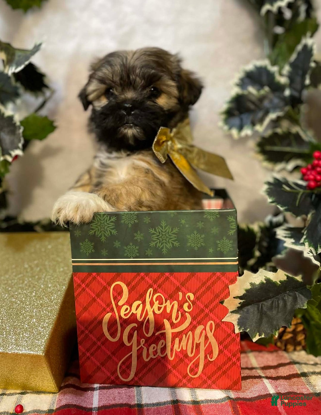 Mixed Breed dogs for sale: Mixed Breed Puppy 2 - Ad 2