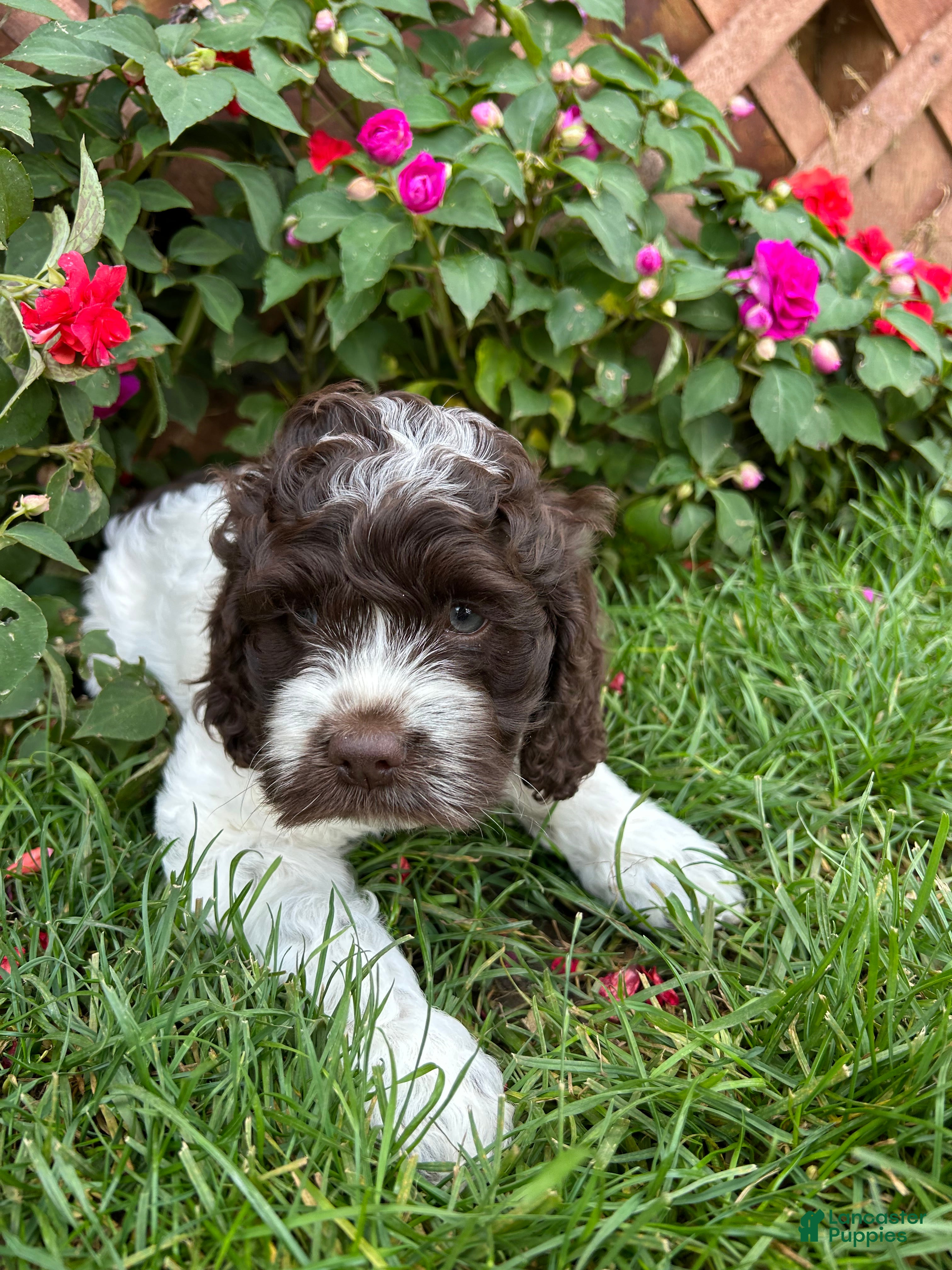 Cockapoo dogs Wilma - Ad 2
