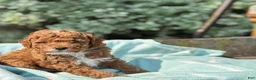 Toy Poodle dogs for sale: Pepsi - Ad 6