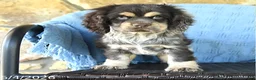 Cocker Spaniel dogs for sale: Mandy - Ad 2